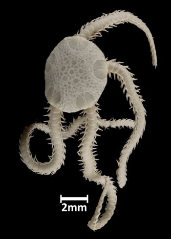 Media type: image;   Invertebrate Zoology OPH-1406 Aspect: dorsal
